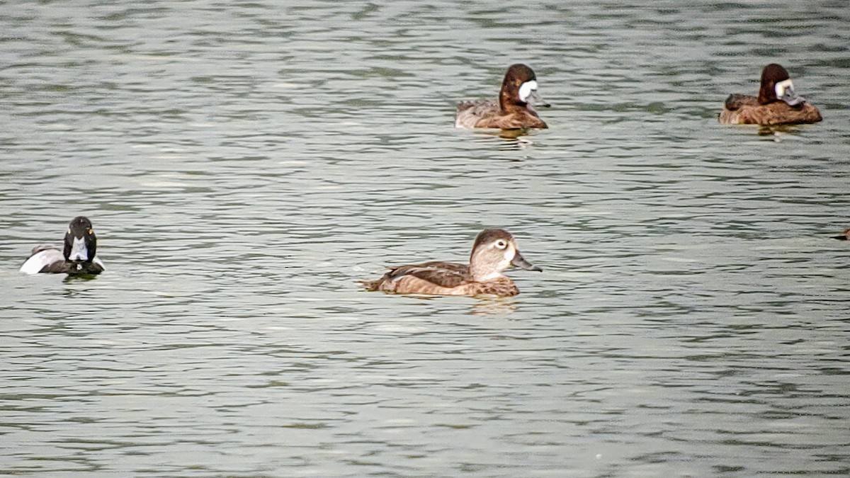 Ring-necked Duck - ML615121386