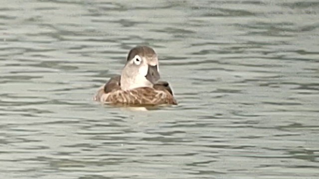 Ring-necked Duck - ML615121391