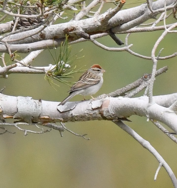 Chipping Sparrow - ML615121400