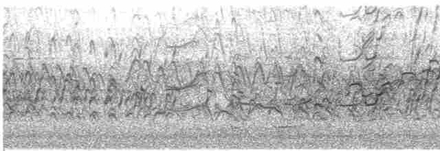 Kara Karınlı Islıkçı Ördek - ML615121430