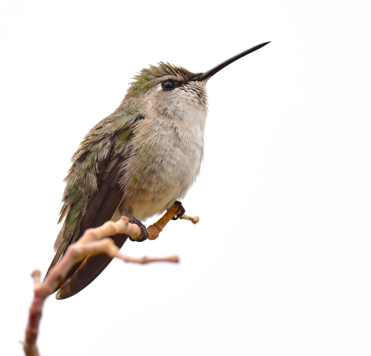 Anna's Hummingbird - ML615121451