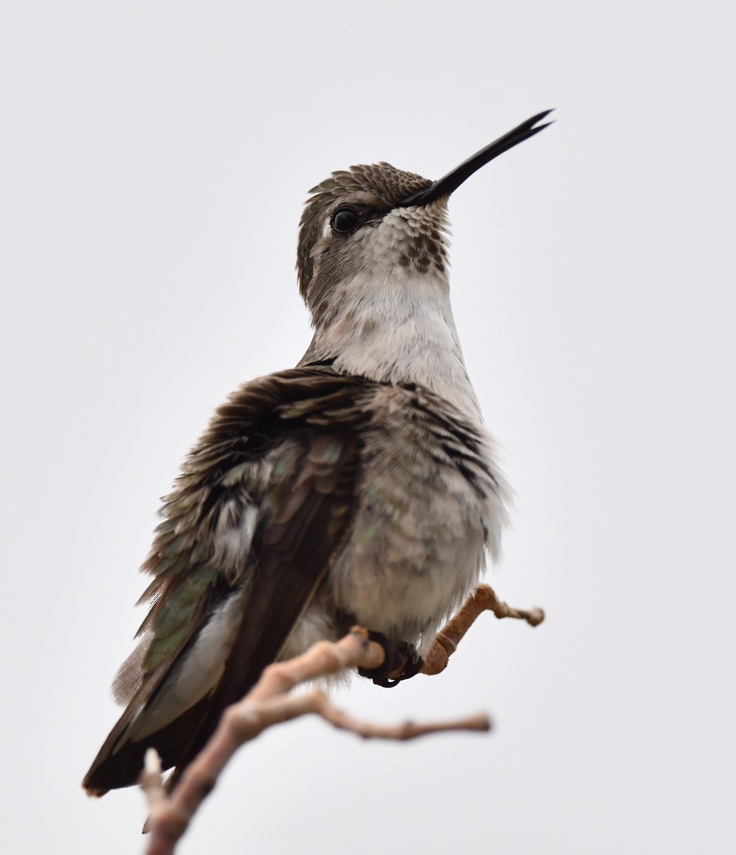 Anna's Hummingbird - ML615121452