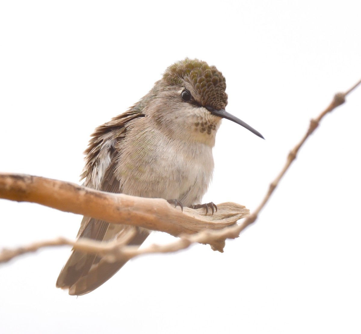 Anna's Hummingbird - ML615121473