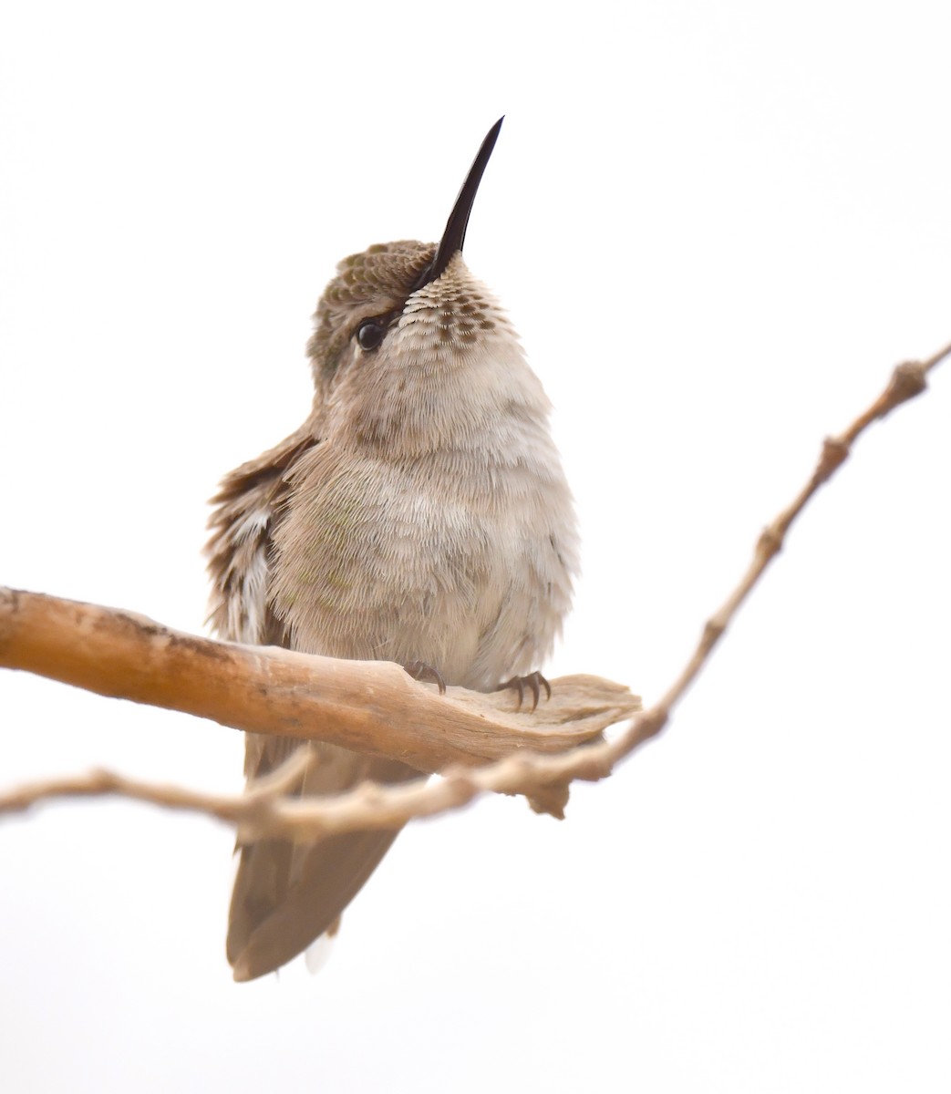 Anna's Hummingbird - ML615121474