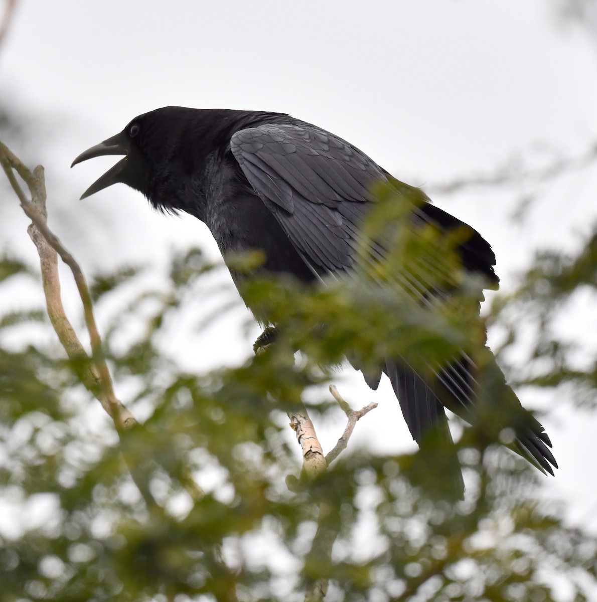 American Crow - ML615121544