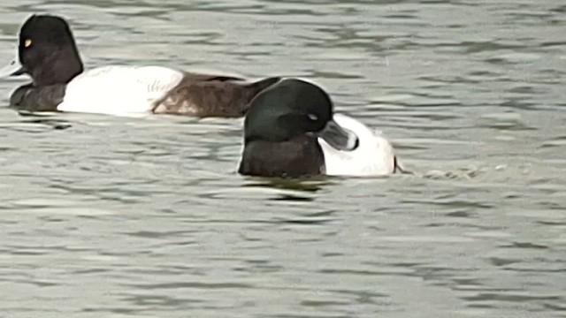 Ring-necked Duck - ML615121633