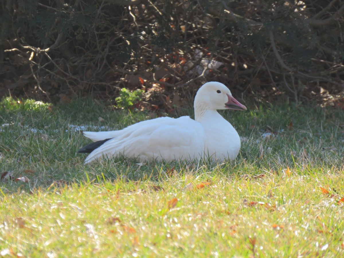 Snow Goose - ML615121661