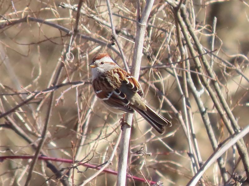 American Tree Sparrow - ML615121954