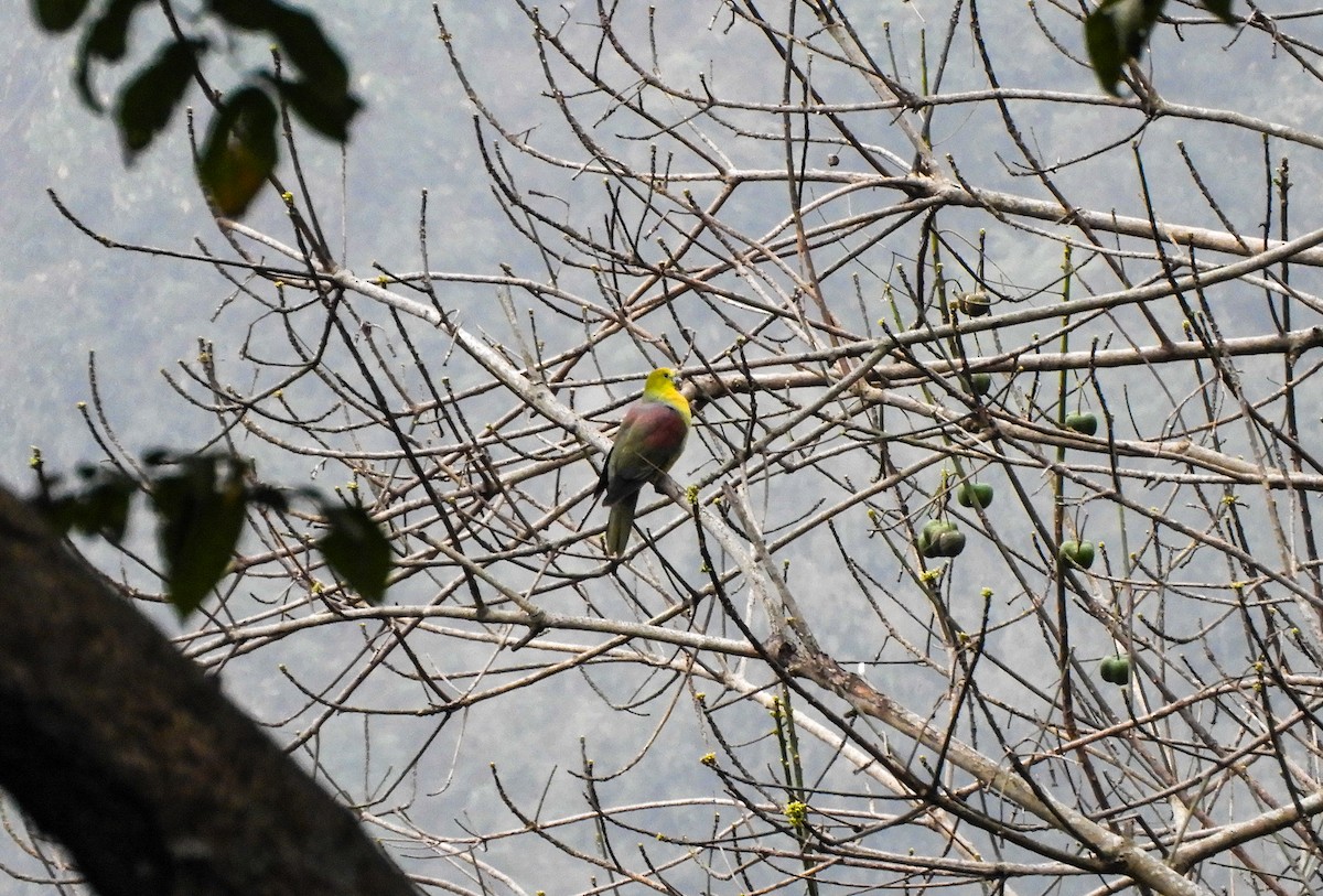 Wedge-tailed Green-Pigeon - ML615121969