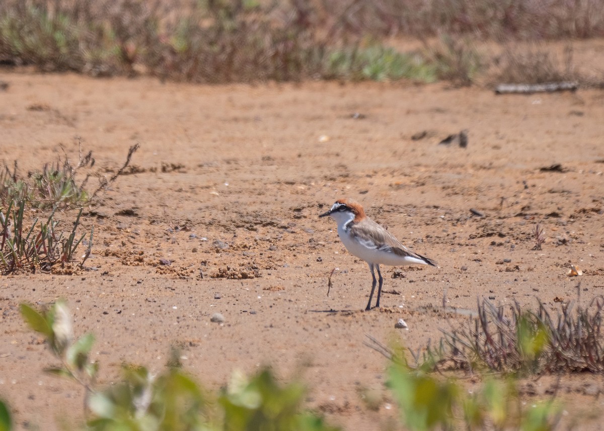 Red-capped Plover - ML615121977