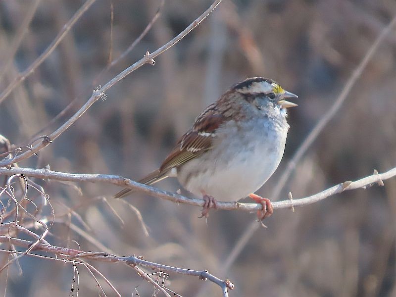 White-throated Sparrow - ML615121992