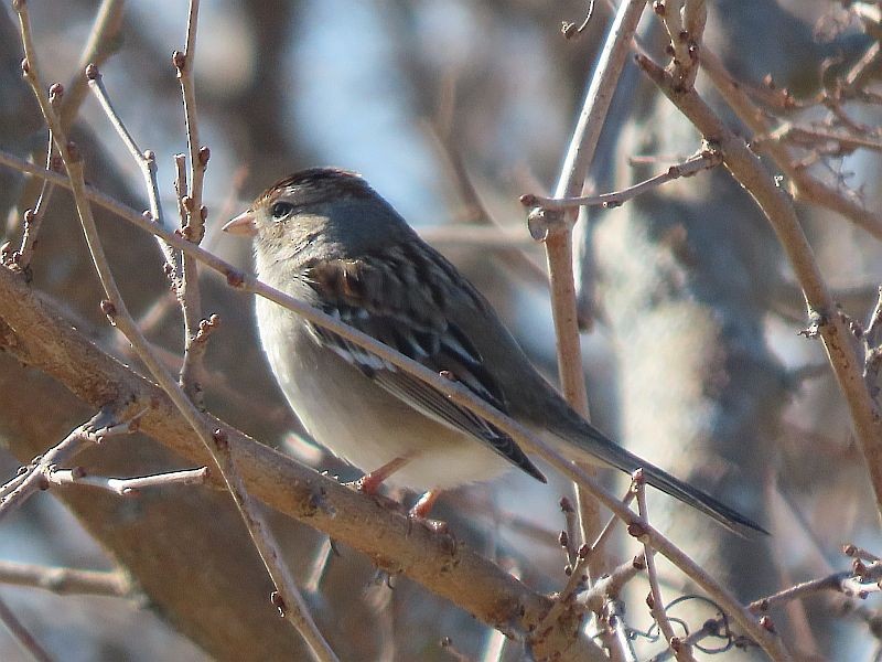 White-crowned Sparrow - ML615122039