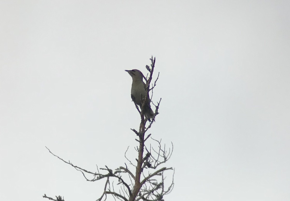 Gray-headed Woodpecker - ML615122120