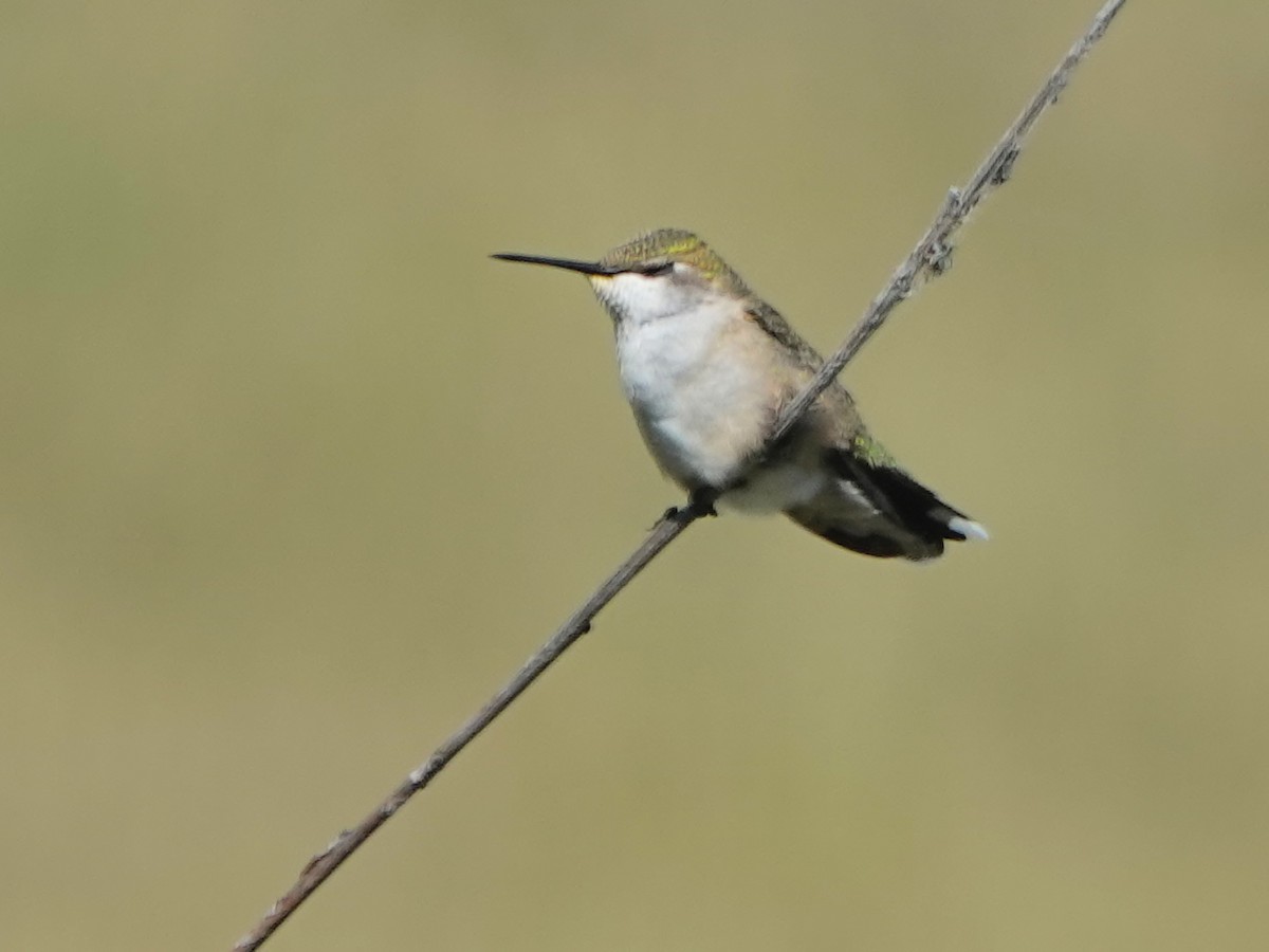 Calliope Hummingbird - ML615122249