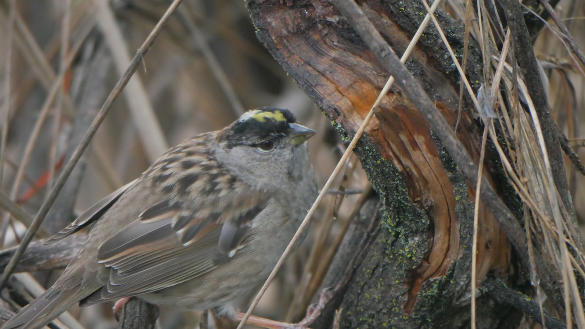 Golden-crowned Sparrow - ML615122350