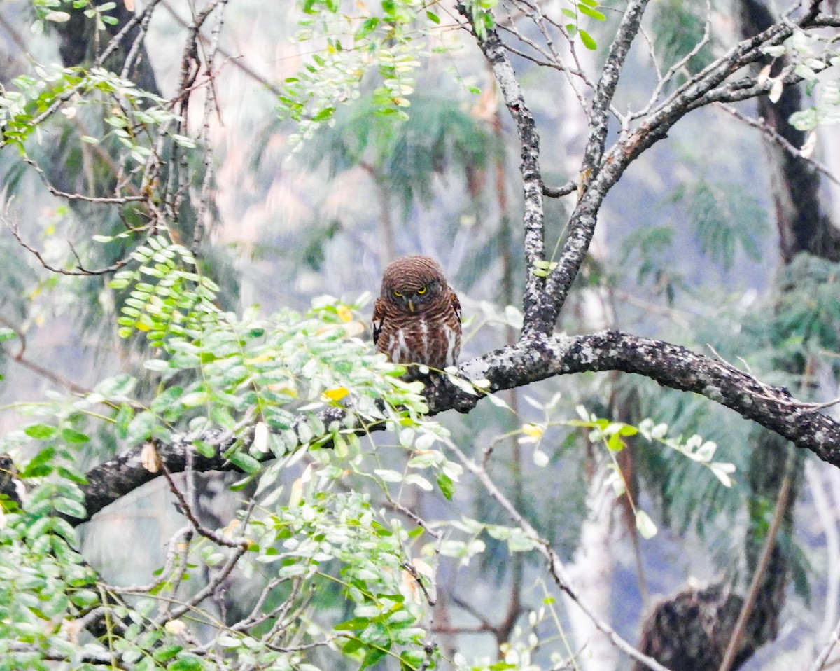 Asian Barred Owlet - ML615122493