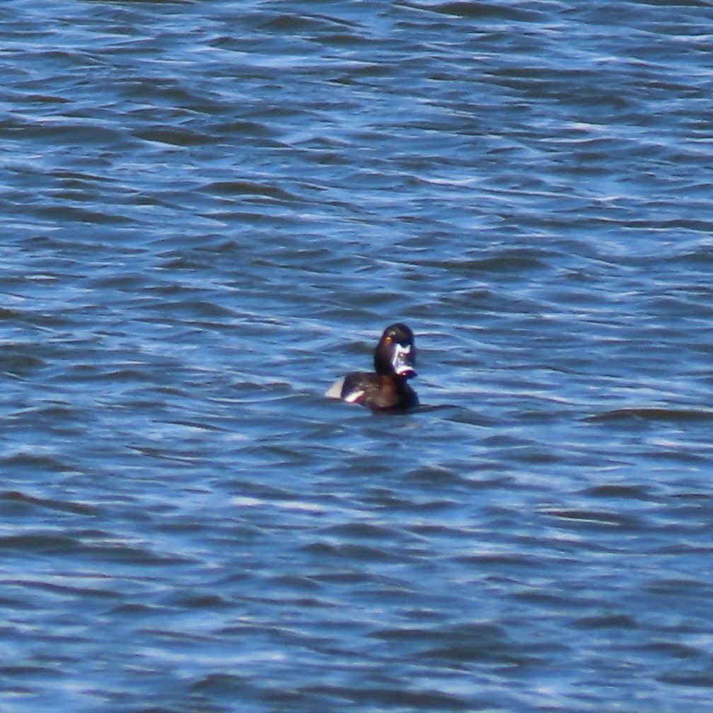 Ring-necked Duck - Suanne Pyle