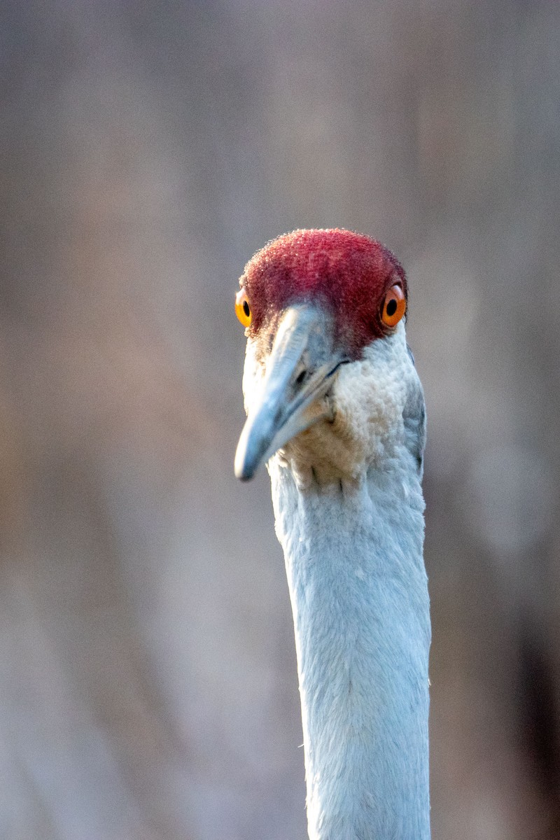 eBird Checklist 19 Feb 2024 Kensington MetroparkLivingston Co