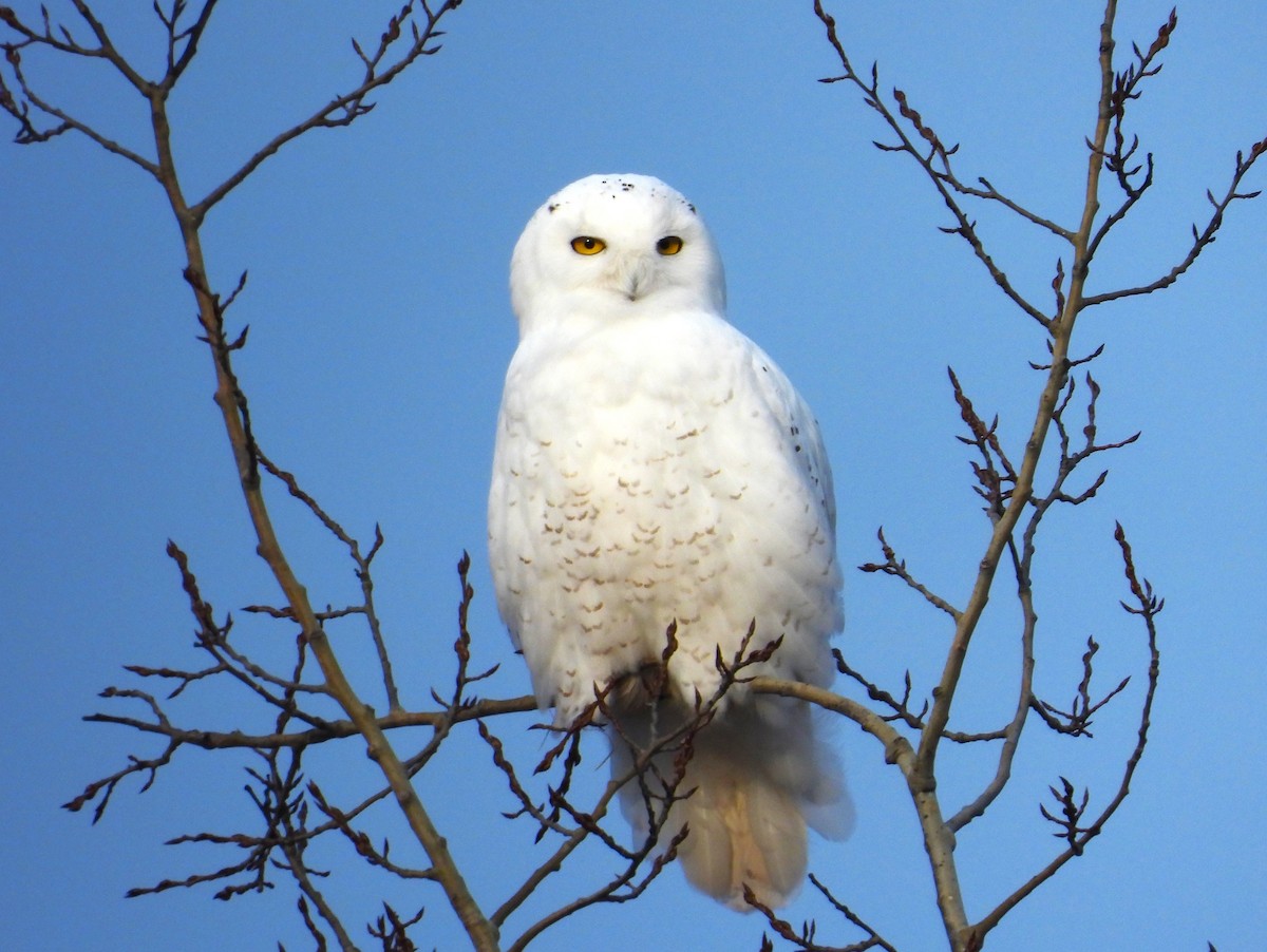 Snowy Owl - ML615123108