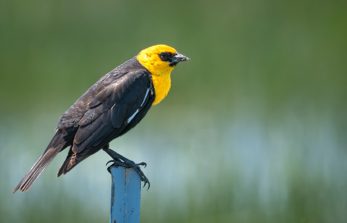 Yellow-headed Blackbird - Elliot Chasin