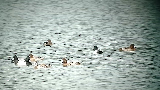 Greater Scaup - ML615123517