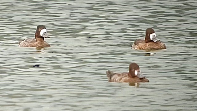 Greater Scaup - ML615123520