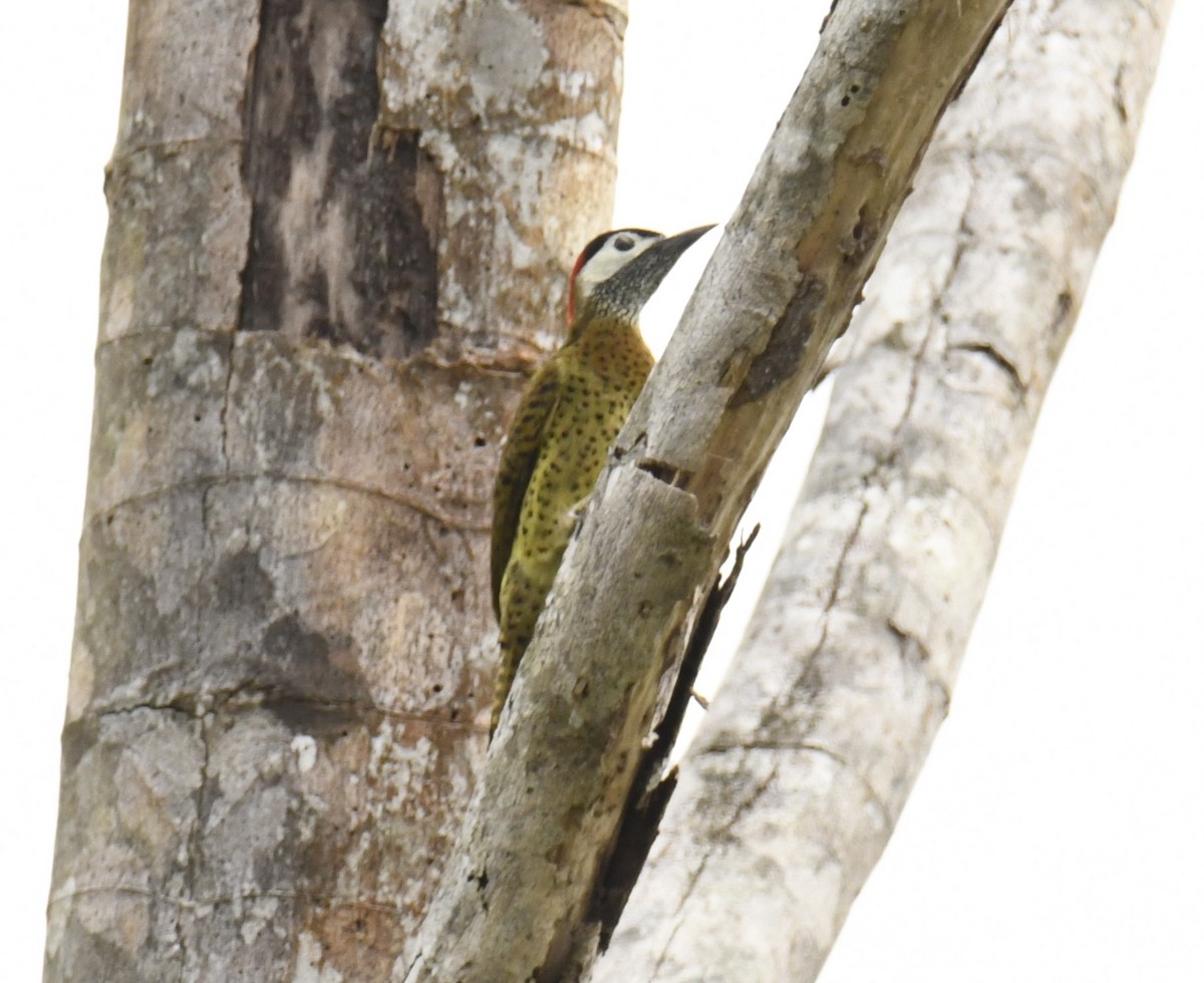 Spot-breasted Woodpecker - ML615123850