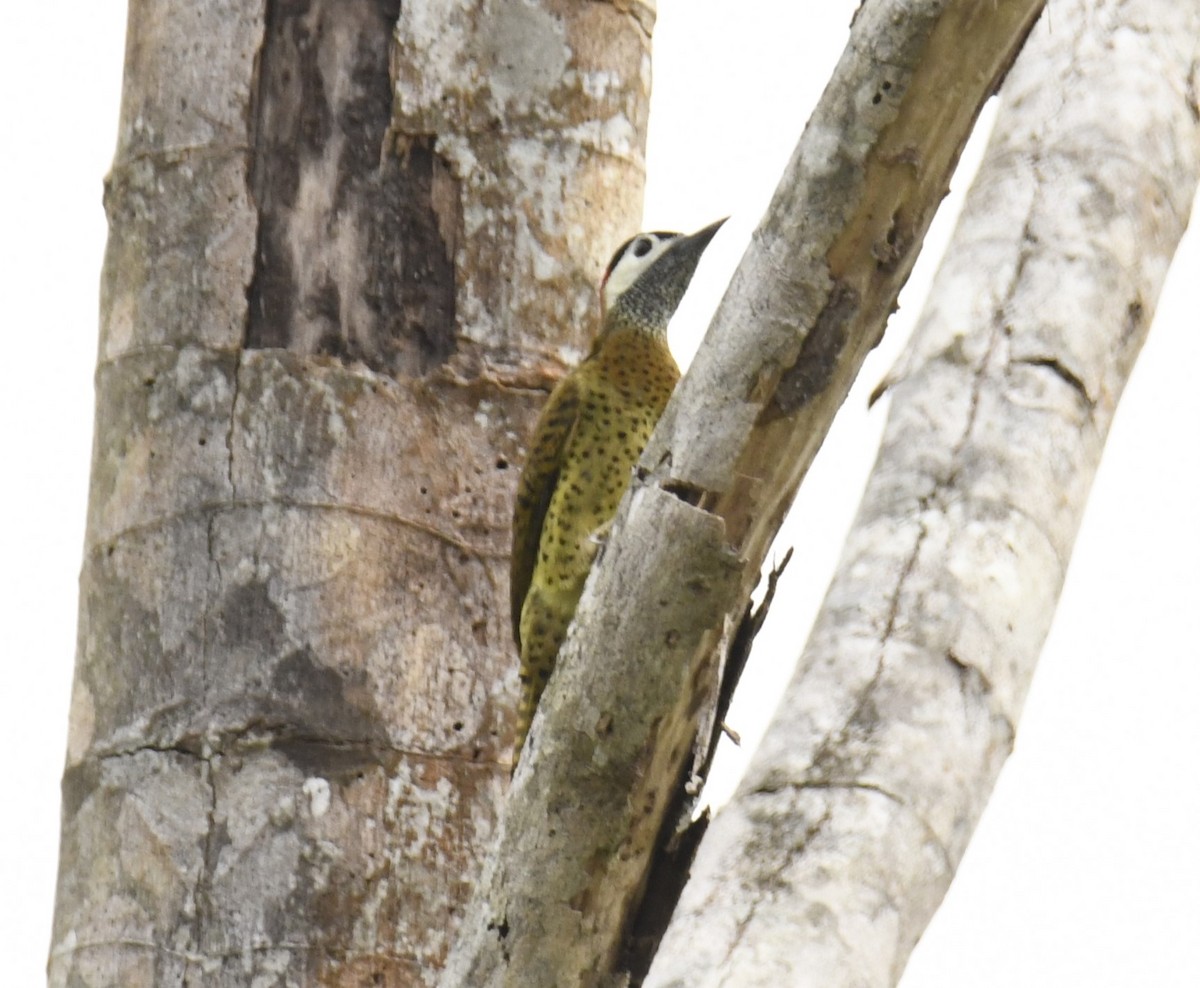 Spot-breasted Woodpecker - Zachary Peterson