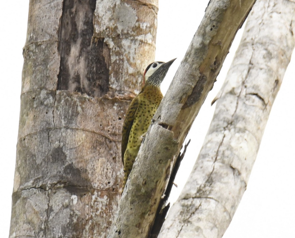 Spot-breasted Woodpecker - ML615123852