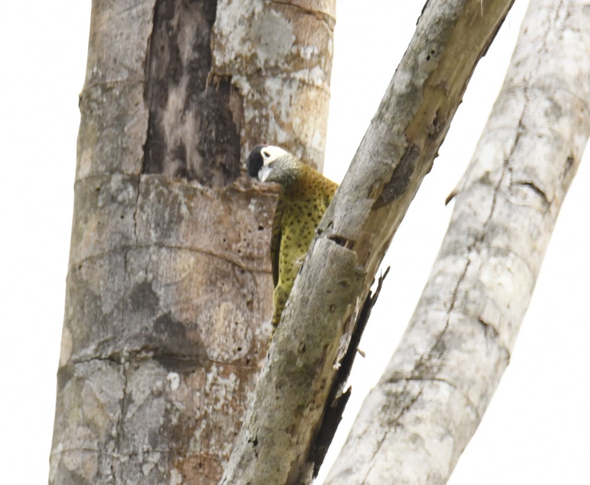 Spot-breasted Woodpecker - ML615123855