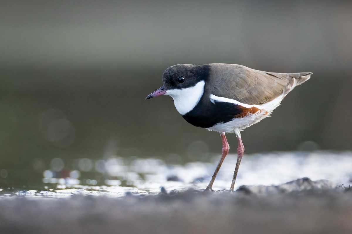 Red-kneed Dotterel - ML615123856