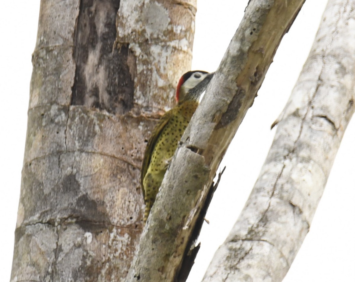 Spot-breasted Woodpecker - ML615123857