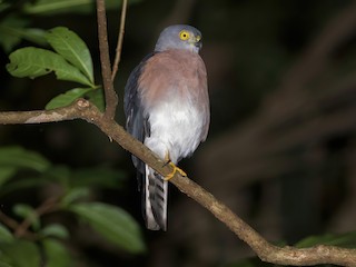  - Vinous-breasted Sparrowhawk