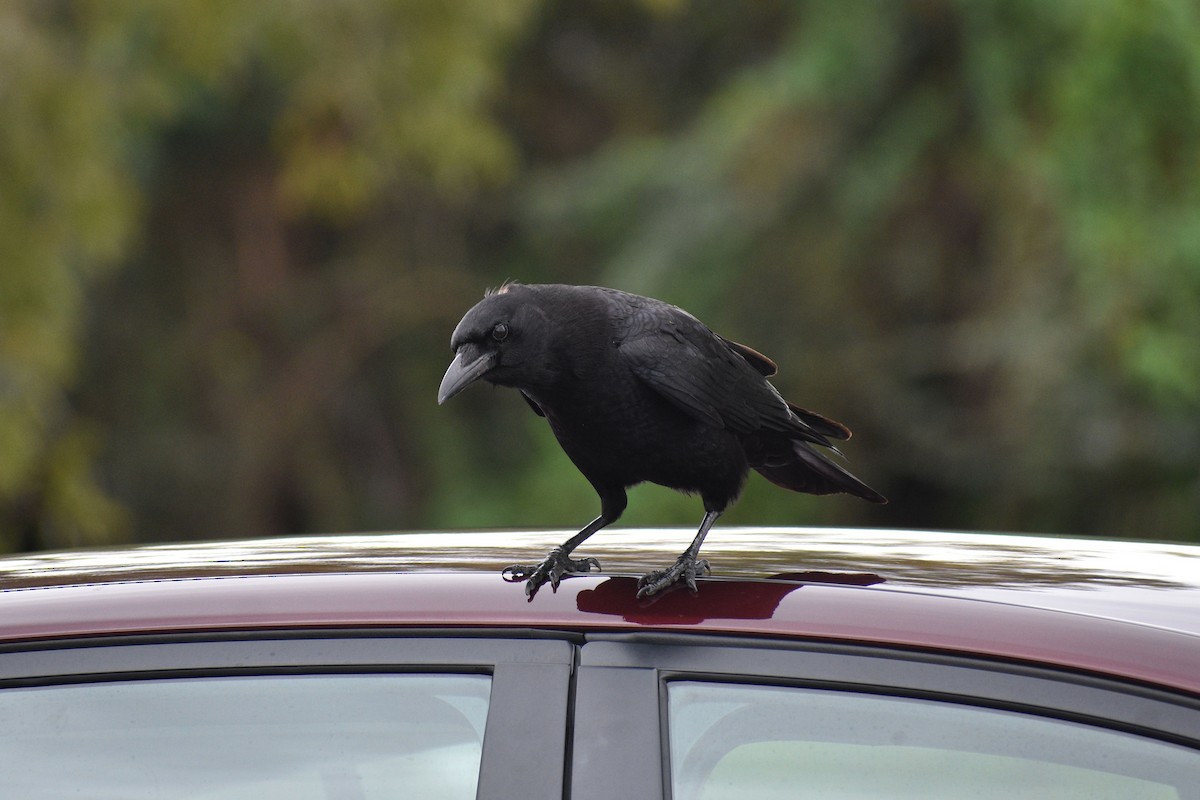 American Crow - Sydney Gerig