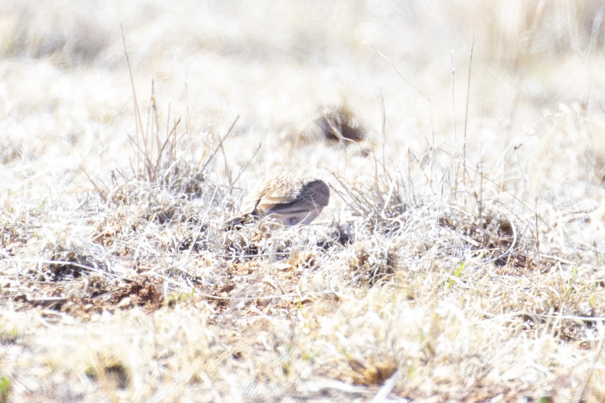 Thick-billed Longspur - Calvin Walters
