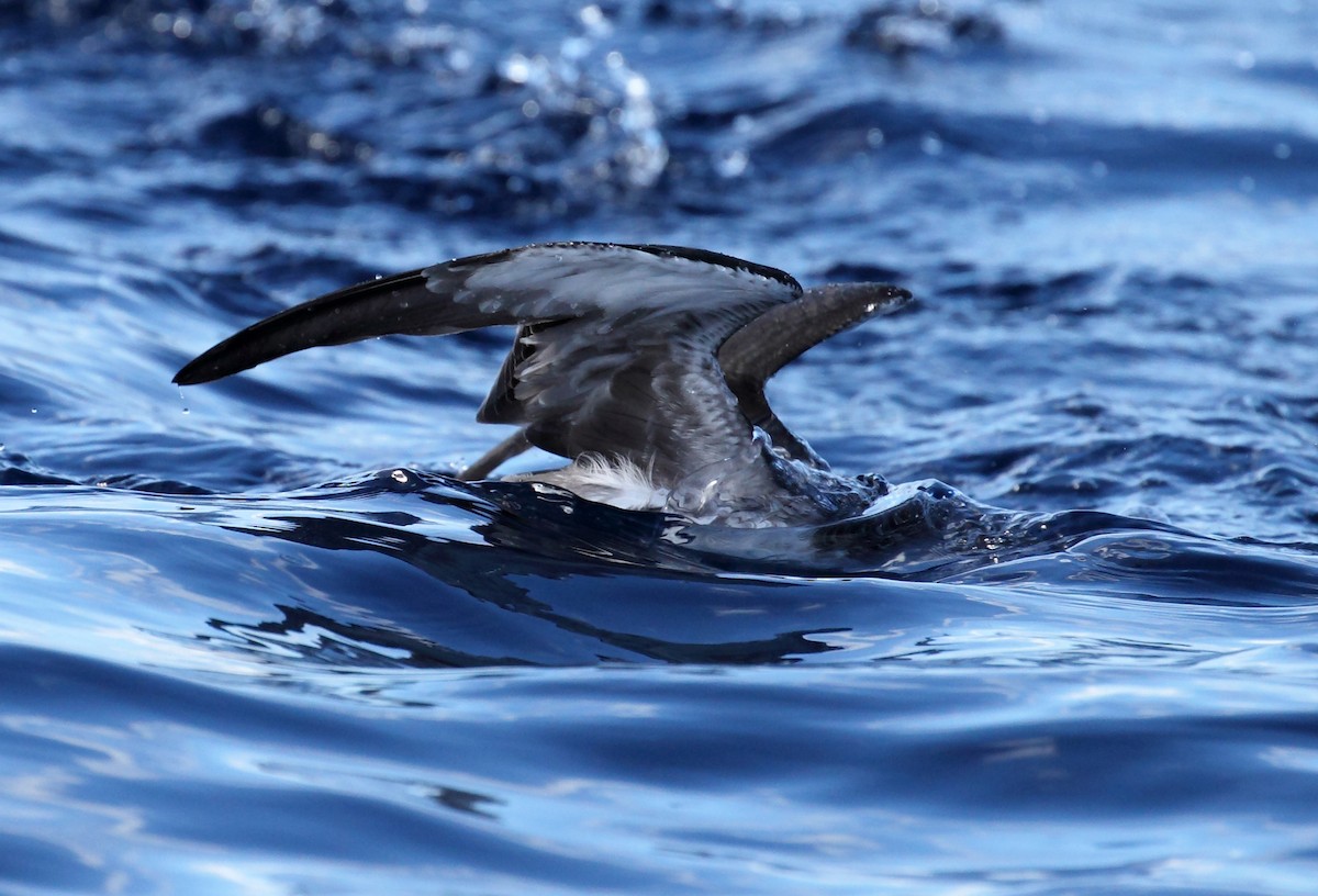 Fluttering Shearwater - Todd Burrows