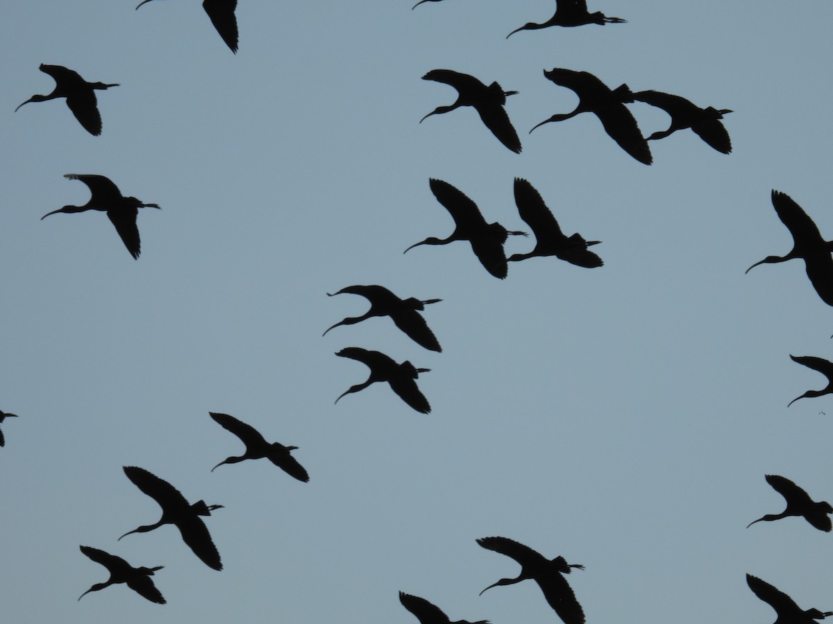 ibis hnědý - ML615124758