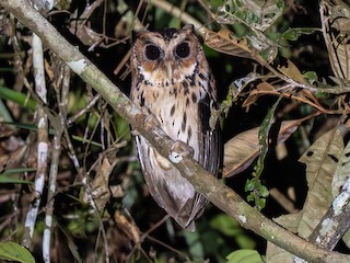  - Giant Scops-Owl