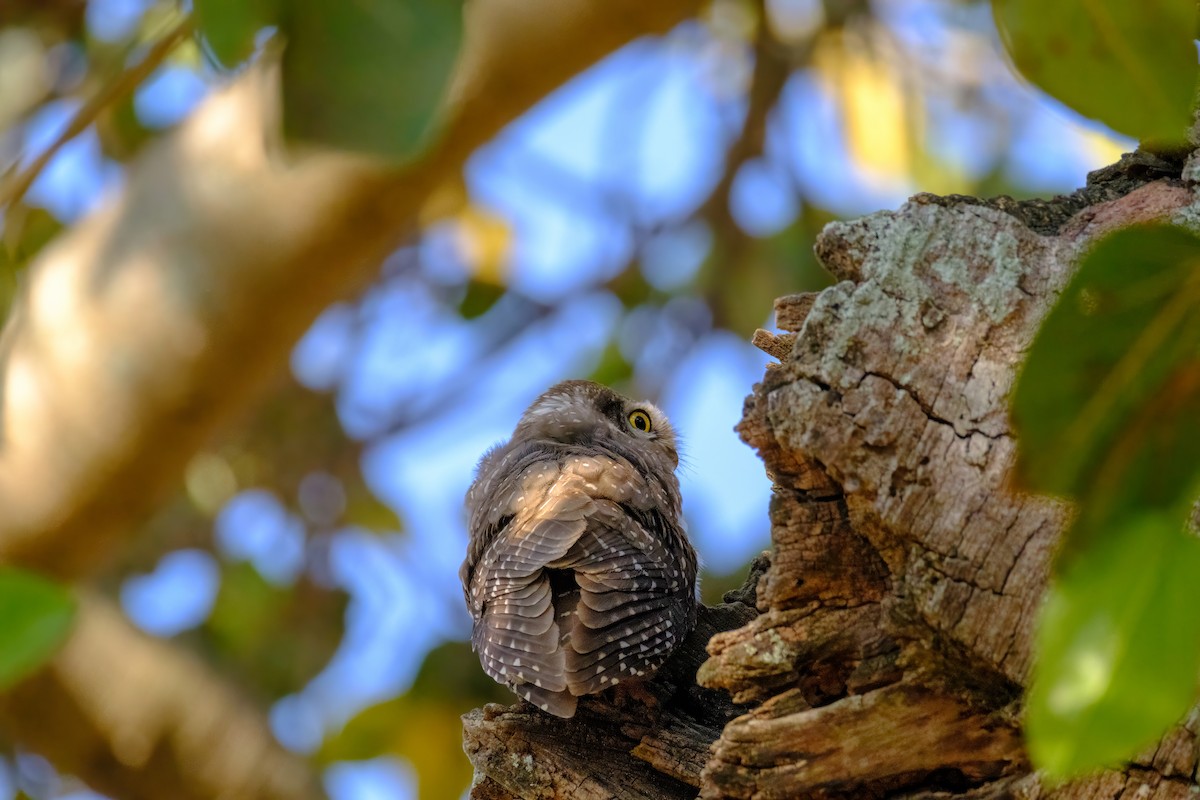 Spotted Owlet - Nara Jayaraman
