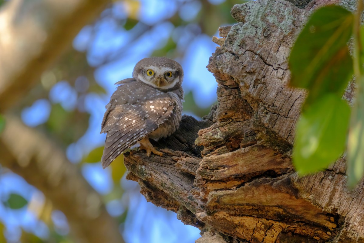 Spotted Owlet - ML615124950