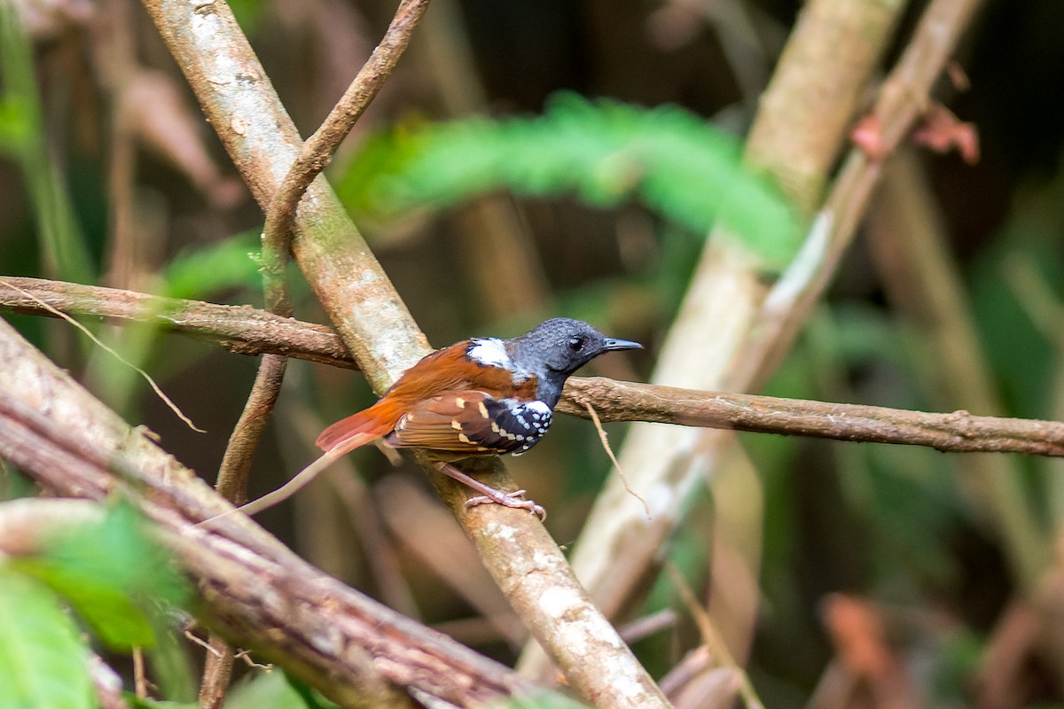 Chestnut-tailed Antbird (pallens) - ML615125065