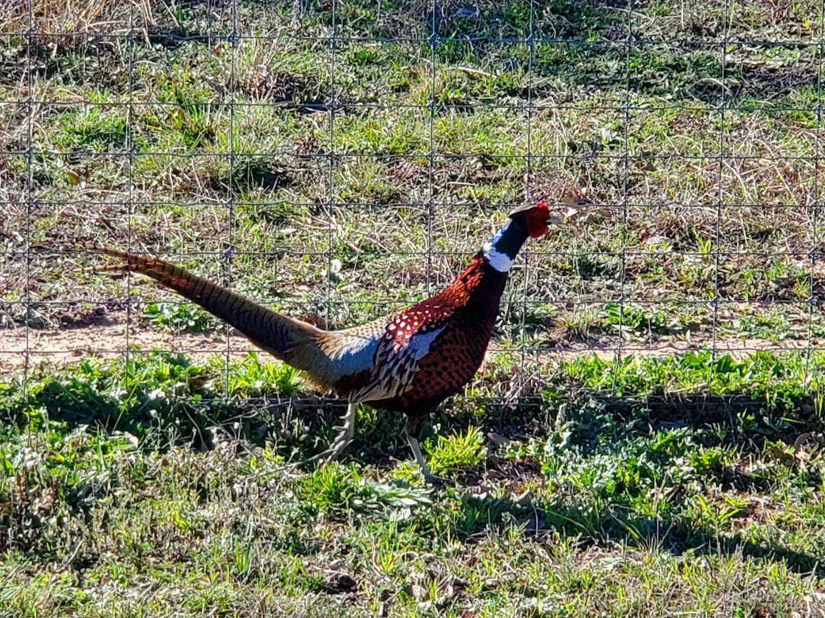 Ring-necked Pheasant - ML615125082