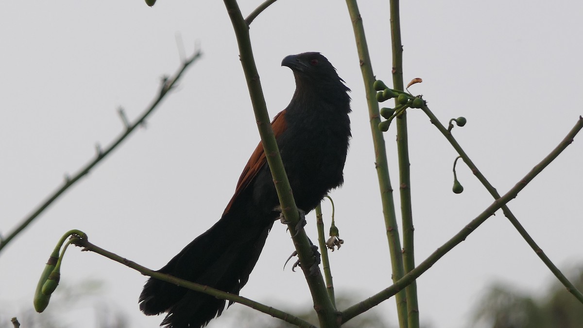 Greater Coucal (Southern) - ML615125097