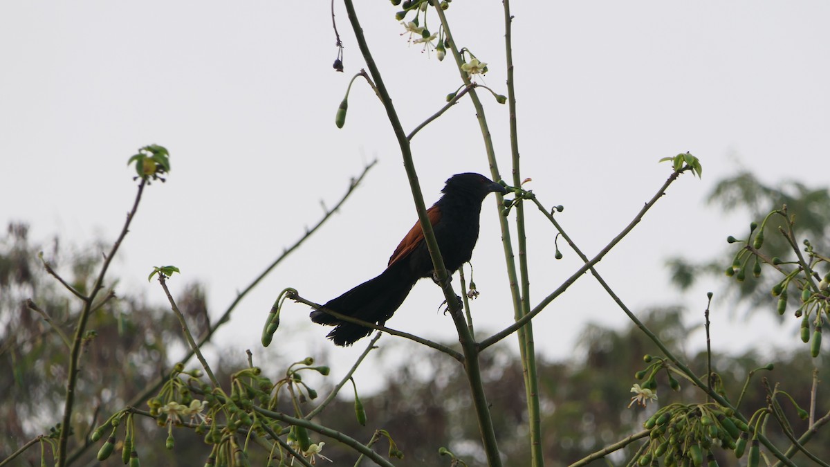 Greater Coucal (Southern) - ML615125099