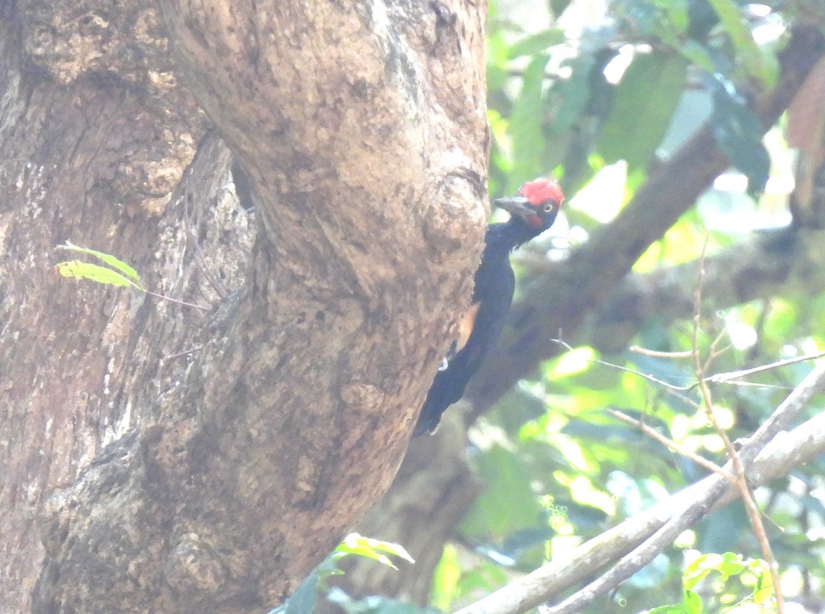 White-bellied Woodpecker - ML615125202