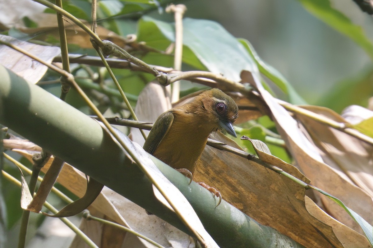 White-browed Piculet - ML615125344