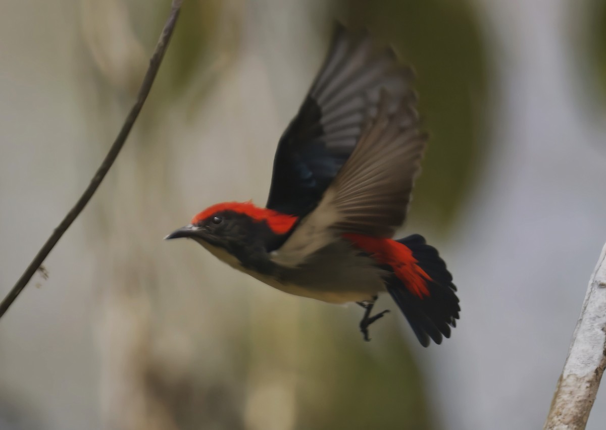 Scarlet-backed Flowerpecker - ML615125358