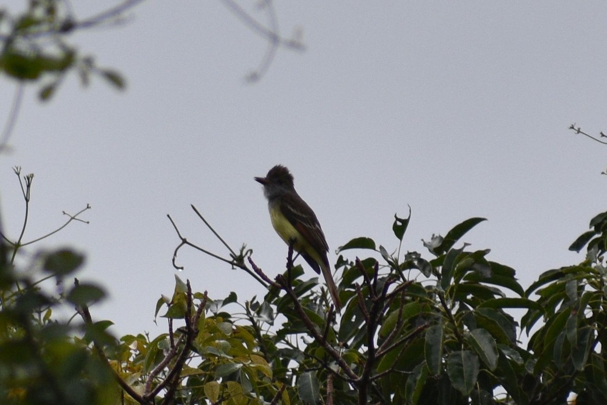 Great Crested Flycatcher - ML615125425