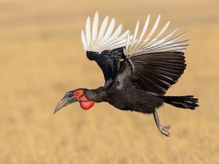  - Southern Ground-Hornbill