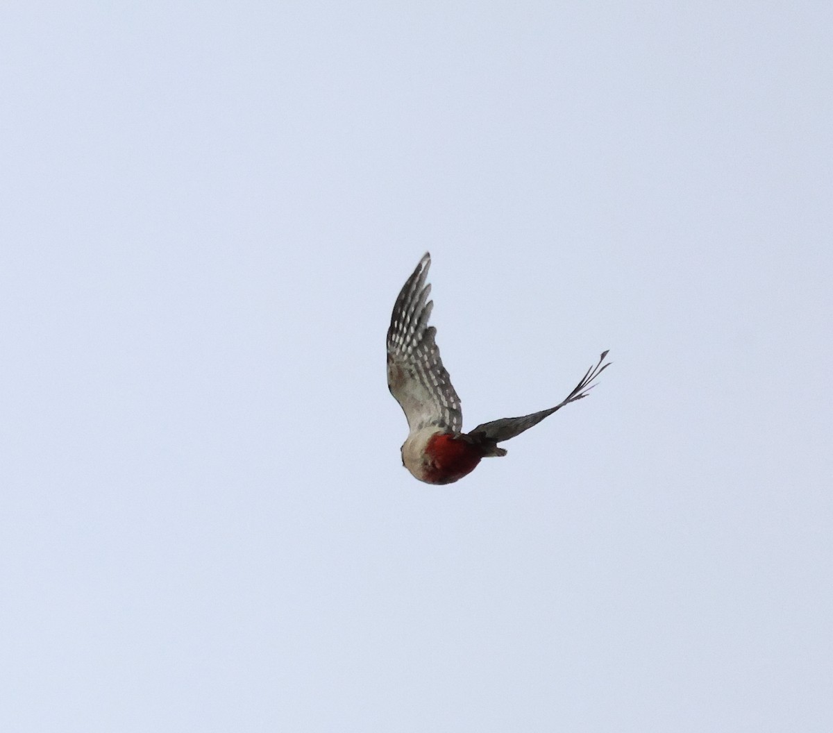 Great Spotted Woodpecker - ML615125635